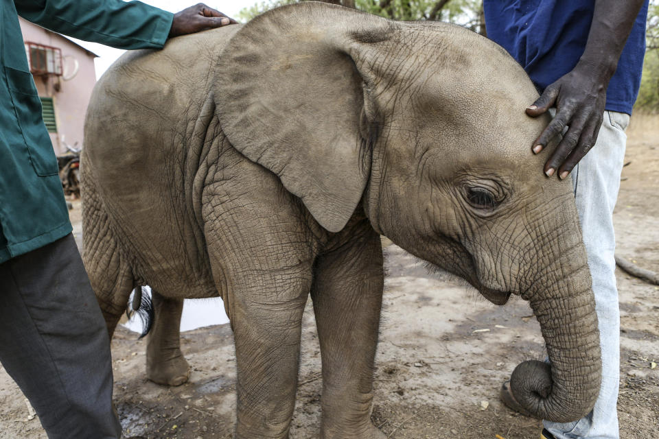 Nania, una elefanta africana de bosque que fue hallada deambulando sin su madre, con su mejor amiga, la oveja Whisty, y sus cuidadores. (Melanie Mahoney/IFAW vía The New York Times).