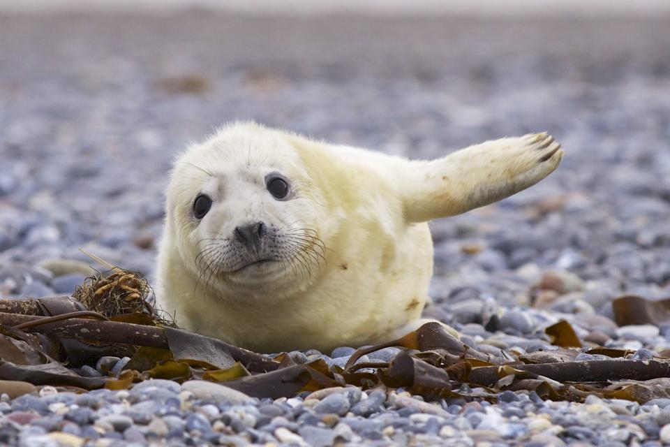 grey seal pup on rocky beach