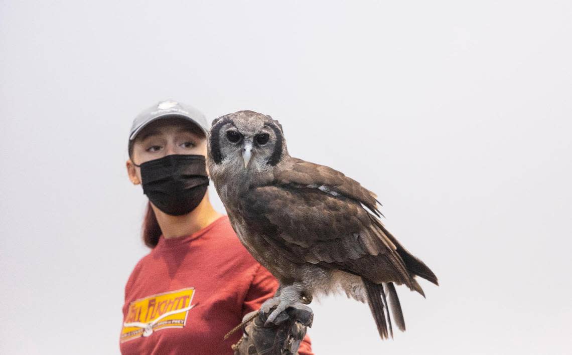 Jadn Soper, raptor specialist, shows a Verreaux’s eagle-owl named Oliver to visitors at The World Center for Birds of Prey in Boise on Aug. 30, 2022. Oliver is one of several captive raptors that live at the center to serve as education ambassadors.