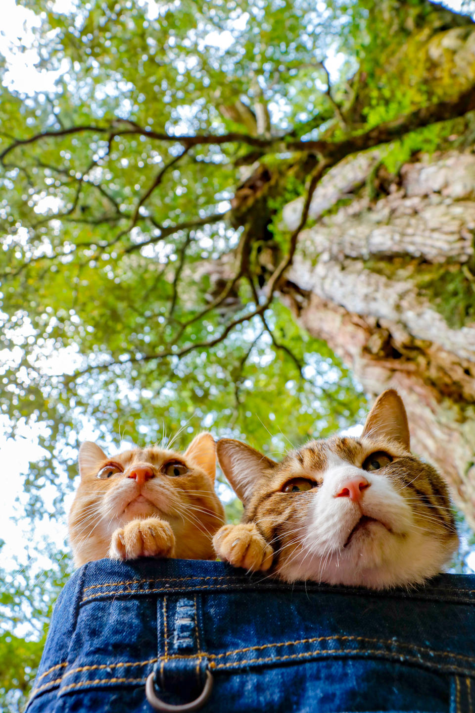 <p>Hi there! Cats Fuku-Chan and Daikichi enjoy their travels with Daisuke Nagasawa. (Photo: Daisuke Nagasawa/Caters News) </p>