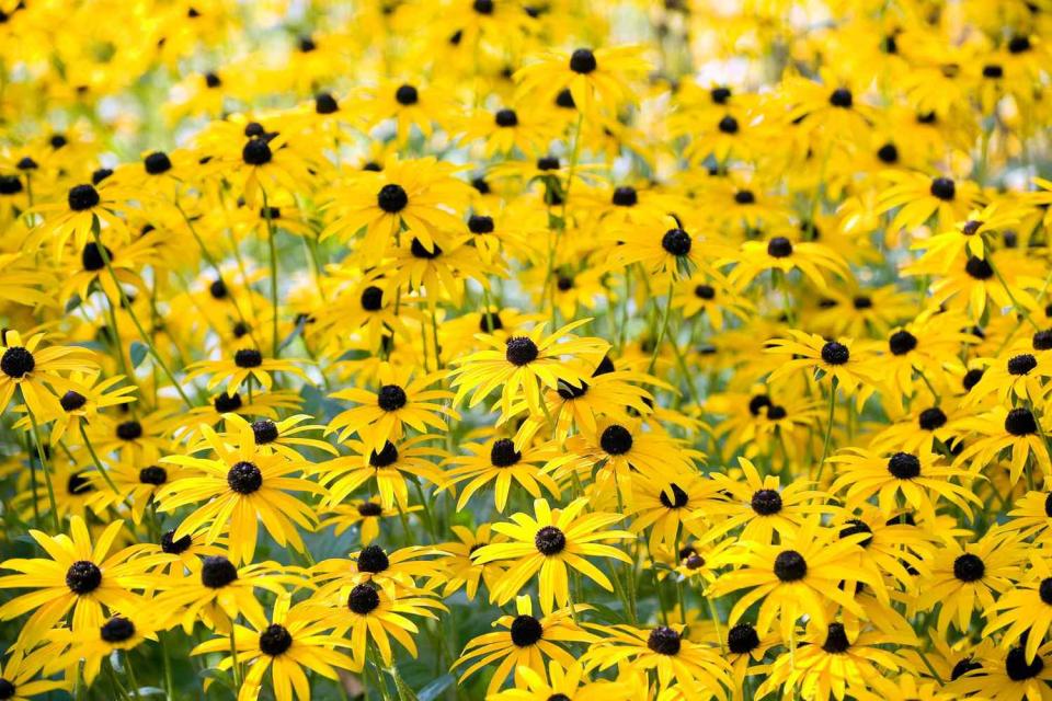 Black-Eyed Susan (Rudbeckia Hirta)