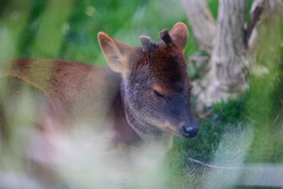 Haechan, a Southern pudu, rests at the Brandywine Zoo Thursday, May 5, 2022.