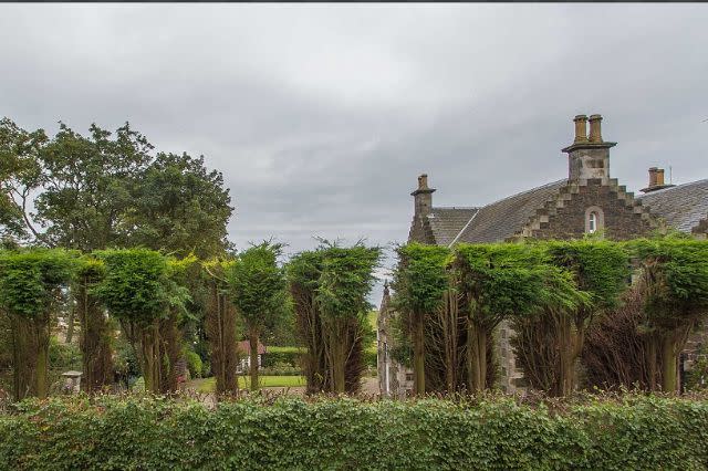 Leylandii 'hedge'