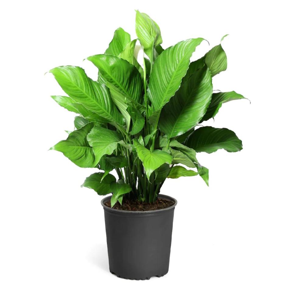 Peace lily plant