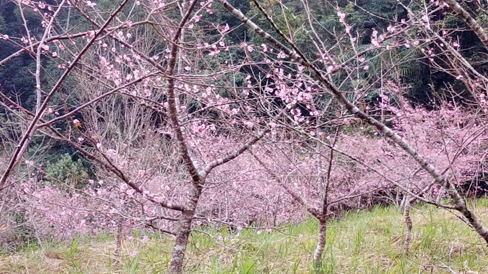 高雄桃源河津櫻(圖片來源：高雄市桃源區公所)