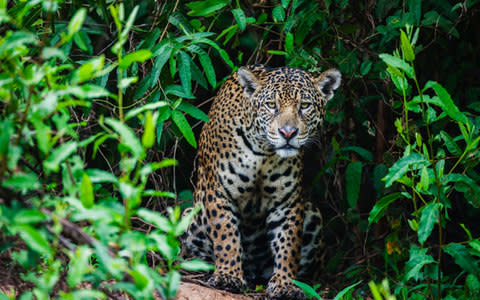 Jaguars Brazil - Credit: This content is subject to copyright./Jami Tarris