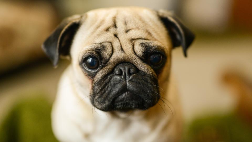 7. Pug