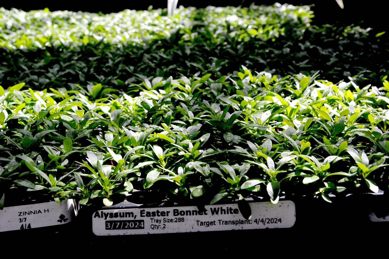 Flats of Easter Bonnet White Alyssum seedlings at Buchwalter Greenhouse are catching some rays as they continue to grow to the size needed to be sold.