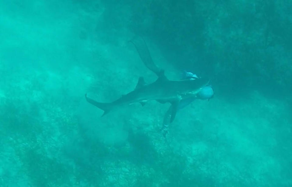 GoPro footage captures the moment a two-metre reef shark launched an attack on a diver and bit the back of his head. Source: Will Krause / YouTube