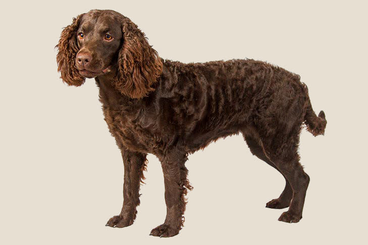 Wisconsin: American Water Spaniel