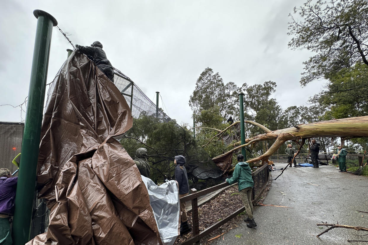 In this image provided by the Oakland Zoo, zoo staff look over a storm damaged aviary after a tree fell on it at the zoo in Oakland, Calif., Tuesday March 21, 2023. Officials were working Thursday, March 23, 2023, to capture an endangered hooded vulture that escaped from the aviary. The male hooded vulture and five other exotic birds, including two pied crows and three superb starlings, flew out from the aviary Tuesday amid a wind-packed storm that pummeled the Bay Area. (Oakland Zoo via AP)