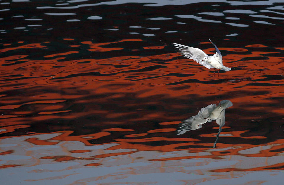 Reflection of gull