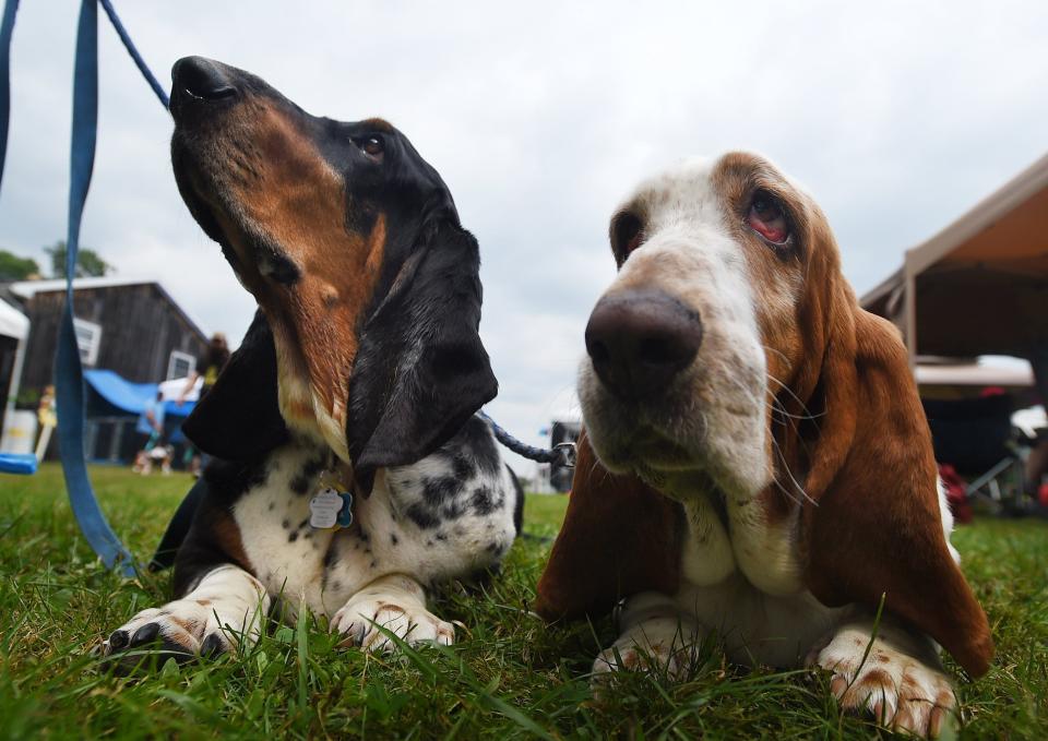 Issac, left, and Gracie, right, basset hounds owned by Karen Winter of Orillia, Ontario, attend the 19th annual Droopy Basset Hound Rescue of Western Pennsylvania's Slobberfest on July 14, 2019.