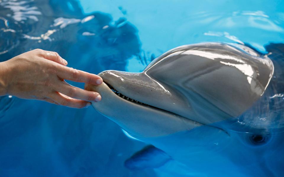 Winter, seen here with trainer Cindy Farber at Clearwater Marine Aquarium, plays herself in "Dolphin Tale," the 2011 family-friendly movie starring Harry Connick Jr., Morgan Freeman, Ashley Judd and Kris Kristofferson.