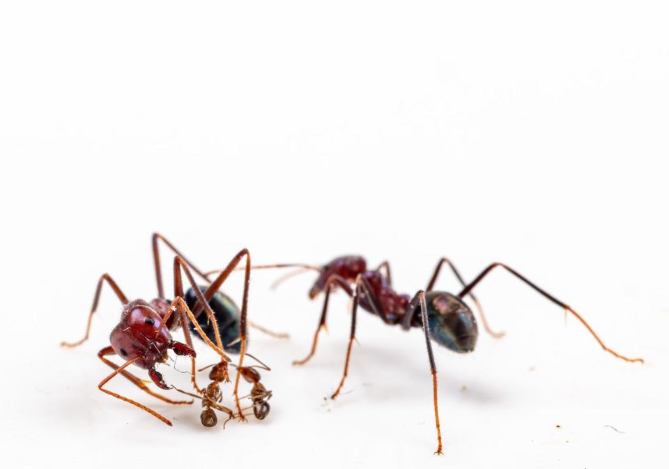 A meat ant grapples with two smaller Argentine ant adversaries, while a fellow meat ant watches on. Bruce Webber, <a href="http://creativecommons.org/licenses/by-sa/4.0/" rel="nofollow noopener" target="_blank" data-ylk="slk:CC BY-SA;elm:context_link;itc:0" class="link ">CC BY-SA</a>