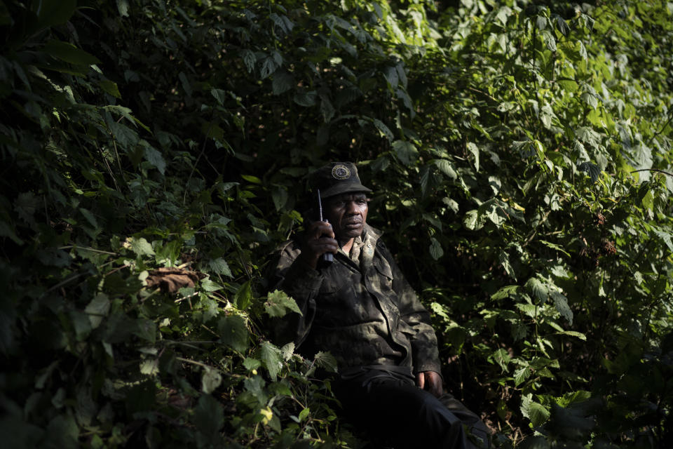 In this Sept. 4, 2019 photo, gorilla tracker Gabliel Safari talks on the radio as he monitors gorillas from the Agasha group in the Volcanoes National Park, Rwanda. Each morning, Gabriel’s job is to locate the whereabouts of the 24-member gorilla family, then alert the park warden. (AP Photo/Felipe Dana)