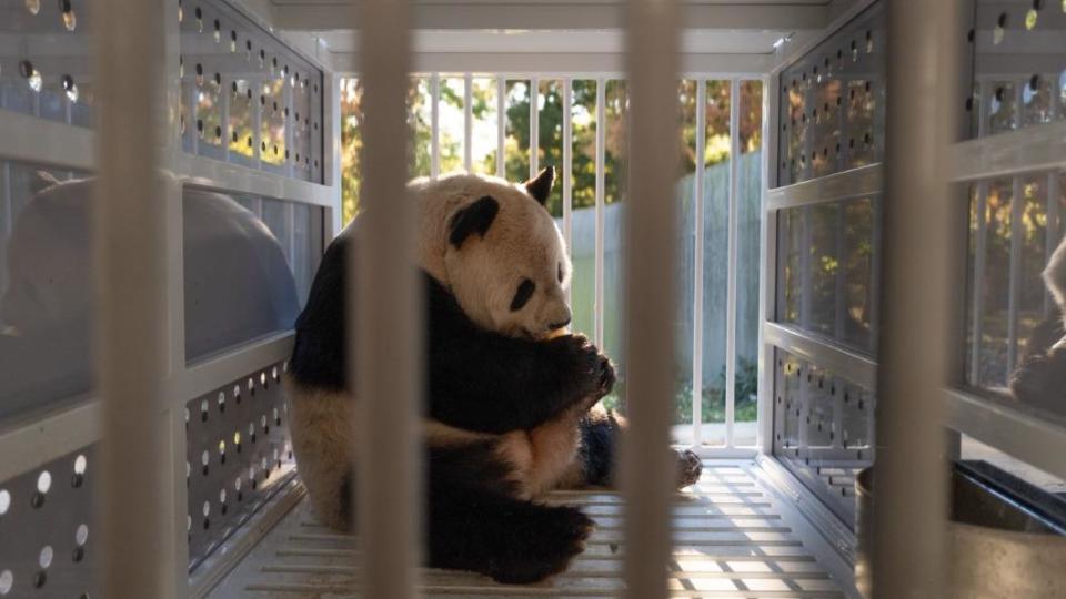 搭專機從美國華府返回四川的貓熊。（圖／翻攝自Smithsonian’s National Zoo）