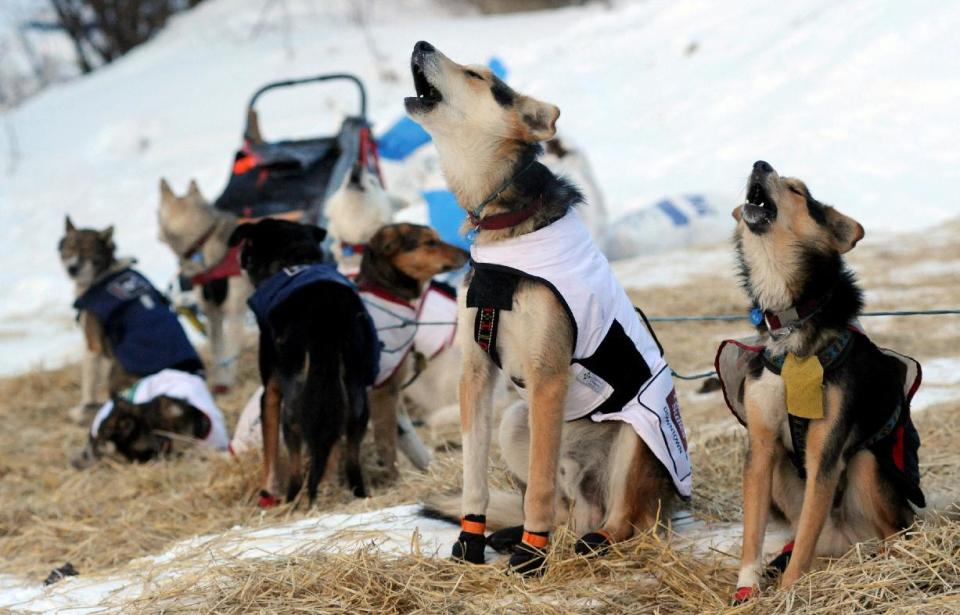 The dogs of Iditarod musher Allen Moore, from Two Rivers, Alaska, howl as they prepare to leave the Takotna checkpoint during the Iditarod Trail Sled Dog Race on Thursday, March 6, 2014. (AP Photo/The Anchorage Daily News, Bob Hallinen)