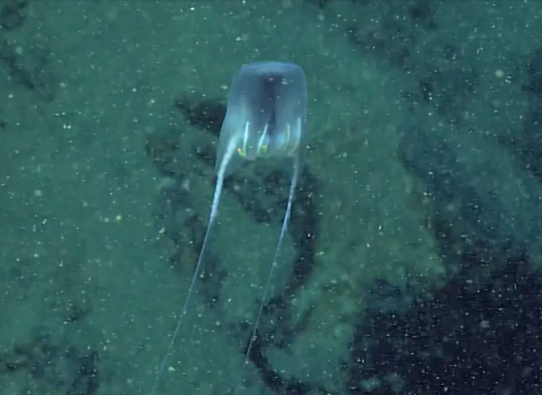 The discovery was made during an underwater expedition led by the NOAA Office of Ocean Exploration and Research (NOAA)