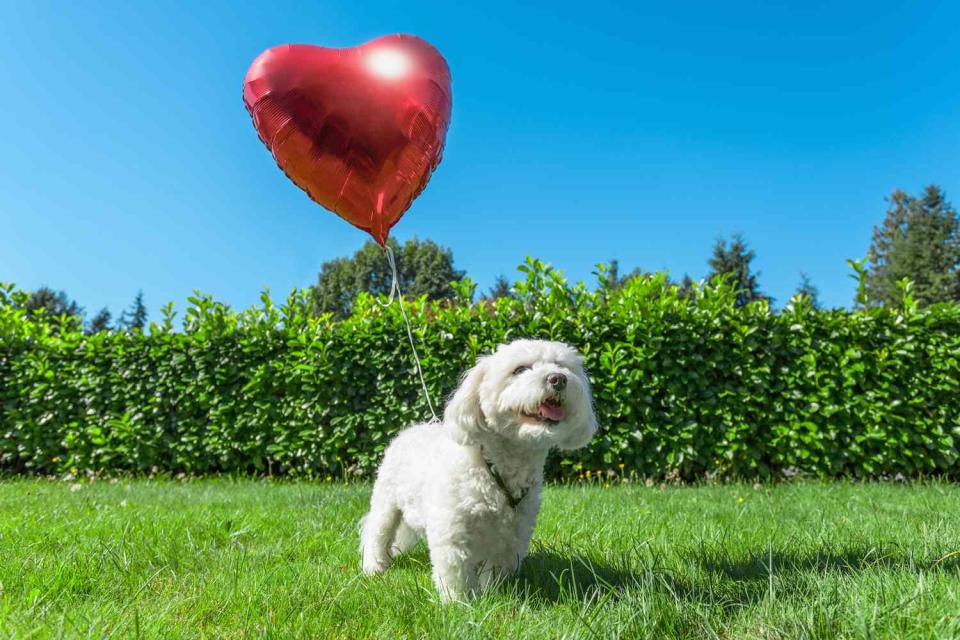 <p>Getty</p> Dog with a heart-shaped balloon. 