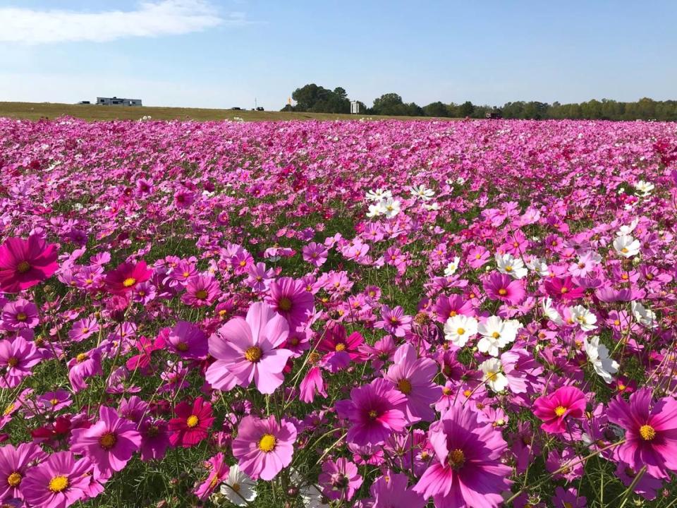 Cosmos flowers at 301-264 in Wilson in 2022.