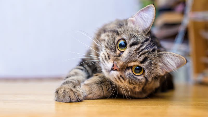 Watch a cat ride a Roomba vacuum.