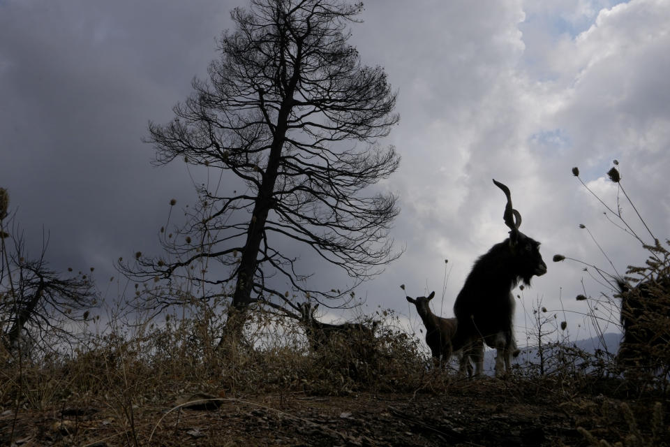 Goats are seen at a burn area near Krioneritis village on Evia island, about 181 kilometers (113 miles) north of Athens, Greece, Thursday, Aug. 12, 2021. Greek Prime Minister Kyriakos Mitsotakis says the devastating wildfires that burned across the country for more than a week amount to the greatest ecological catastrophe Greece has seen in decades. (AP Photo/Petros Karadjias)