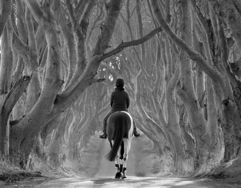 'Riding Out, the Dark Hedges', County Antrim, Northern Ireland: Bob McCallion's image of Melanie riding her horse Rocky, under some 300-year-old birch trees was commended in the 'Living View' category. (Bob McCallion, Landscape Photographer of the Year)