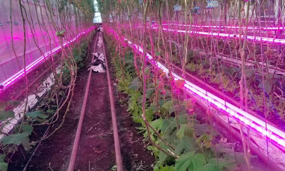 Abri-Végétale produces tomatoes and other types of vegetables year-round in greenhouses.