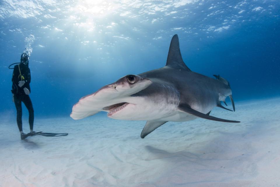 Great hammerhead shark in Bimini, Bahamas