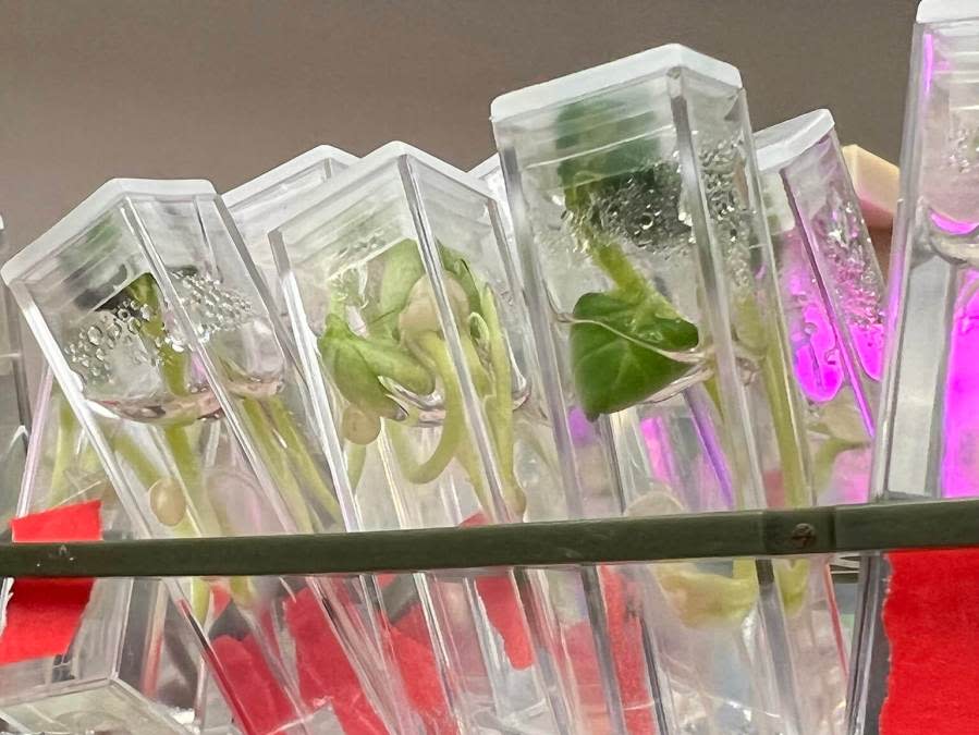Space Optimized Plant Habitat In Array (SOPHIA)