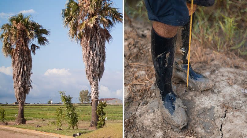 There is a careful balance between the physical geography of a place like the Ebro Delta and those who farm the land.