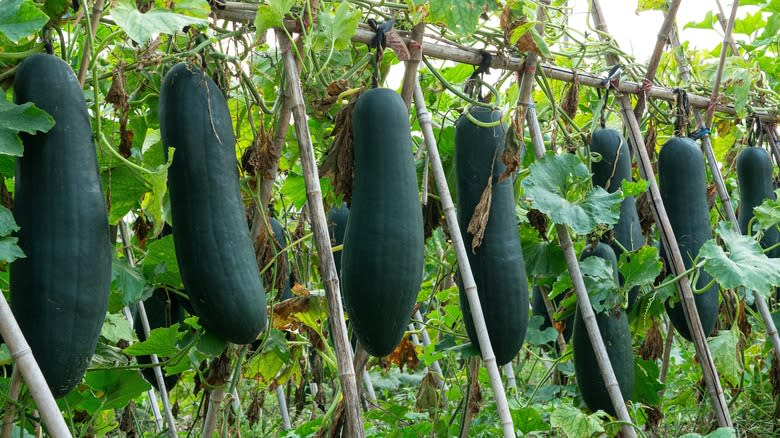 winter melons on vine