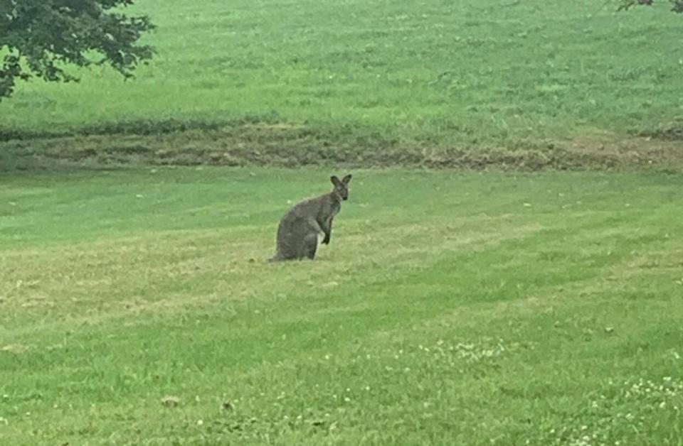 Sightings of a kangaroo have been posted on various Facebook sights as it wanders through the Mount Zion area. While some have speculated that it might be a wallaby, residents still have posted video and photos the marsupial in various fields an backyards.