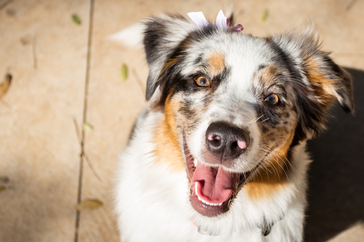 Australian Shepherd