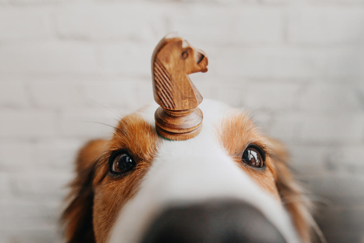 Denkspiele für Hunde sind nicht nur eine gute Beschäftigung, sondern fördern auch die geistigen Fähigkeiten der Tiere. (Foto: Getty Images)