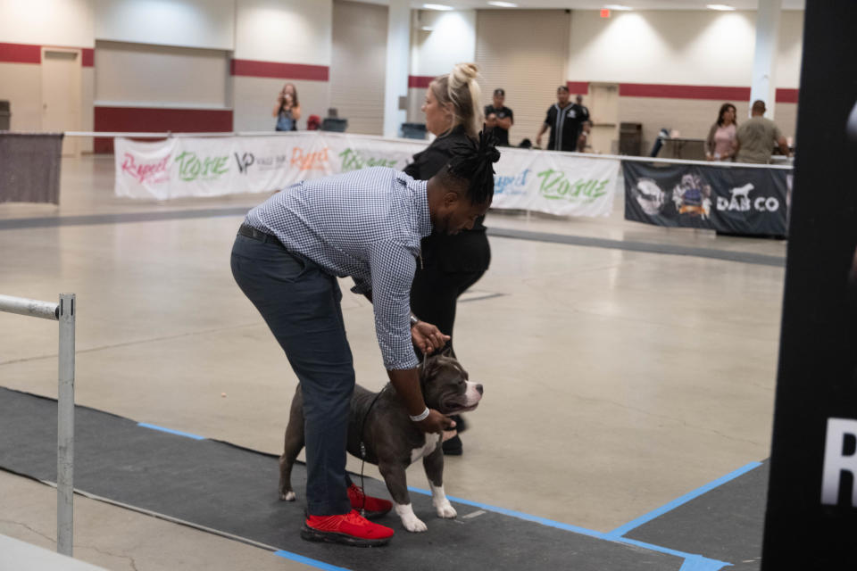 A handler guides his dog for the judge Saturday at the American Bully Kennel Club show at the Amarillo Civic Center.