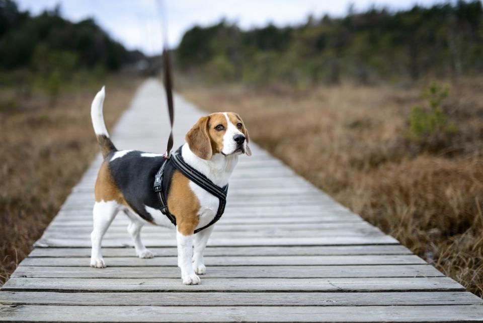 best small dog breeds beagle