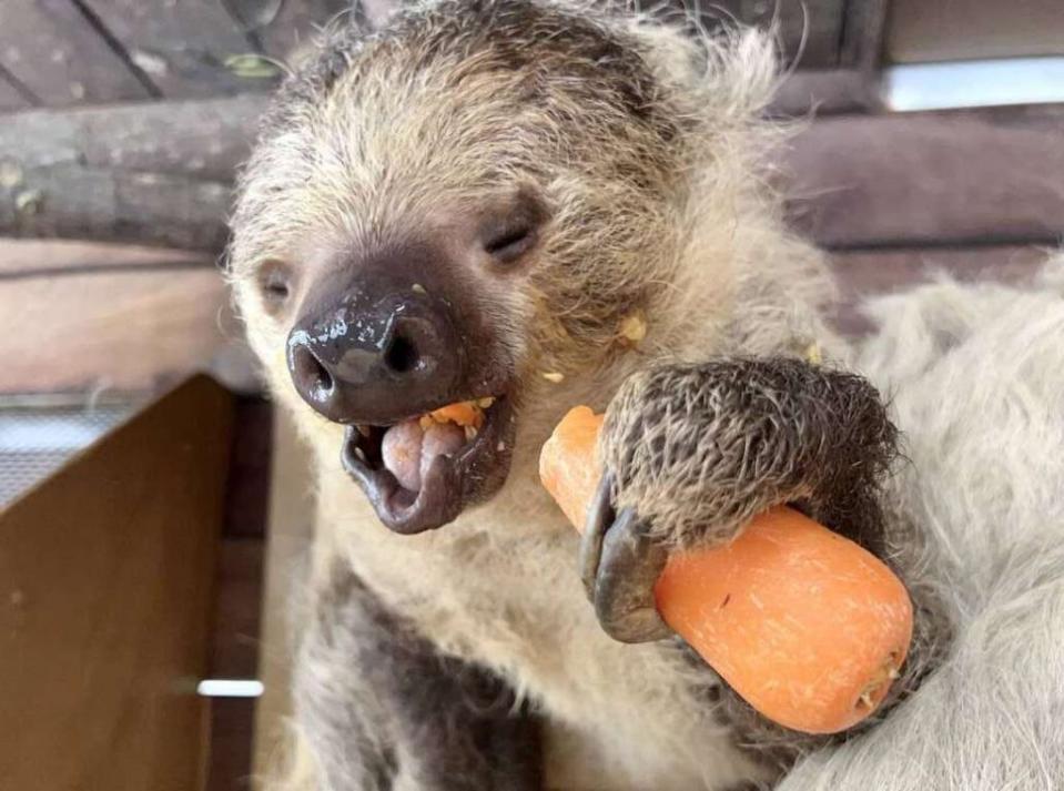 壽山動物園與家樂福攜手推出動物版「續食計畫」，即日起正式啟動，幫大象阿里、長鼻浣熊、沼林袋鼠、象龜和樹懶加菜。（記者吳文欽攝）