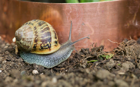 Snail approaching copper barrier - Credit: Richard Loader