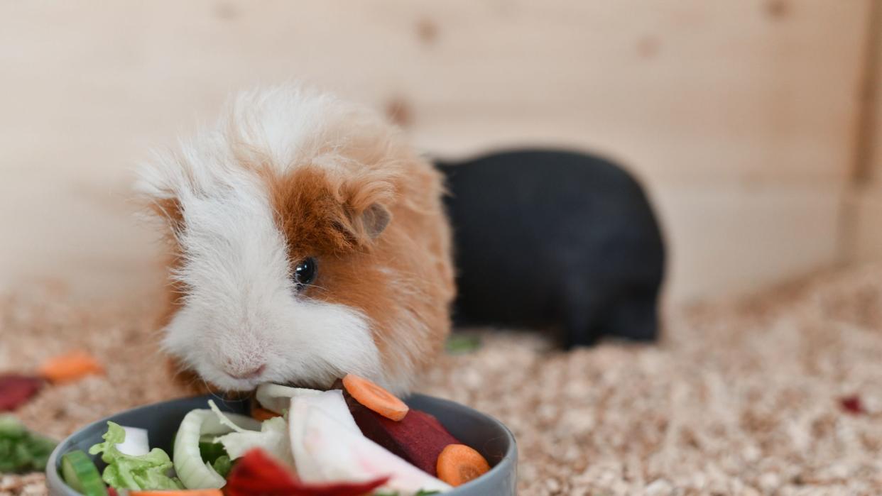  32 things guinea pigs can eat. 