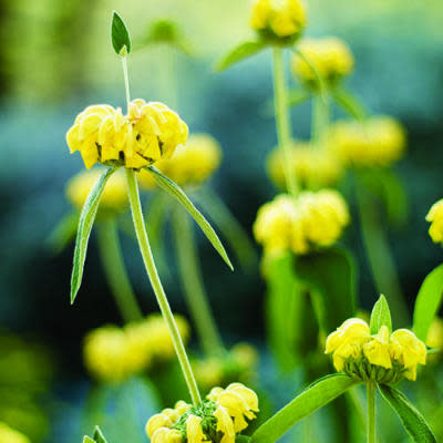 Jerusalem sage