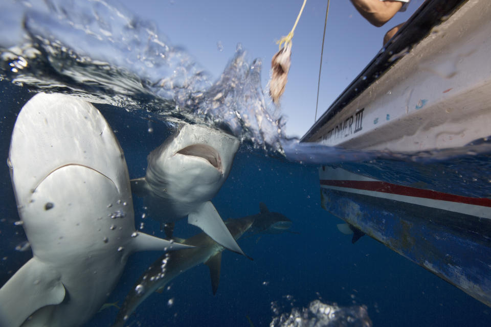 Two sharks swim near a boat as a person dangles bait on a line above the water