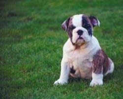 2320080911153422bulldogingrass