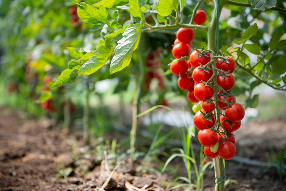Según el informe de 2021 de la Organización de las Naciones Unidas para la Alimentación y la Agricultura, Asia es el principal productor mundial de tomates, representando el 64,8 % de la producción total mundial de tomate. Europa, África, América del Norte y América del Sur representan el 13,3 %, 11,6 %, 5,98 % y 3,9 5% de la producción total de tomate, respectivamente. <a href="https://www.shutterstock.com/es/image-photo/beautiful-red-ripe-cherry-tomatoes-grown-2036484959" rel="nofollow noopener" target="_blank" data-ylk="slk:vlalukinv/Shutterstock;elm:context_link;itc:0;sec:content-canvas" class="link ">vlalukinv/Shutterstock</a>