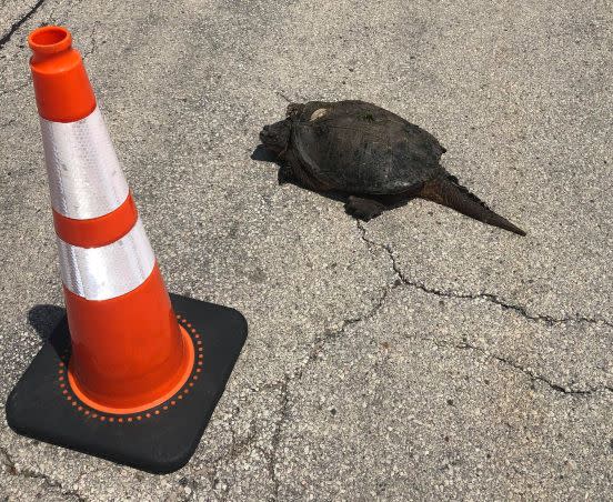Liza Davis helped a snapping turtle cross road in Waukesha. (Photo by Liza Davis)