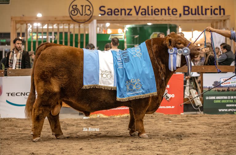 El Gran Campeón Macho del Centenario de Angus, de la cabaña Santa Rosa, de Indio Nuevo SA