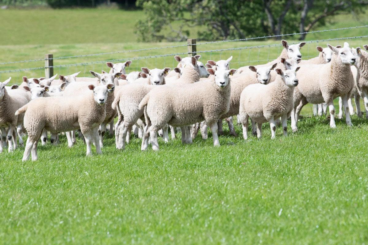 Lamb prices continue to fall with greater supply <i>(Image: The Scottish Farmer)</i>