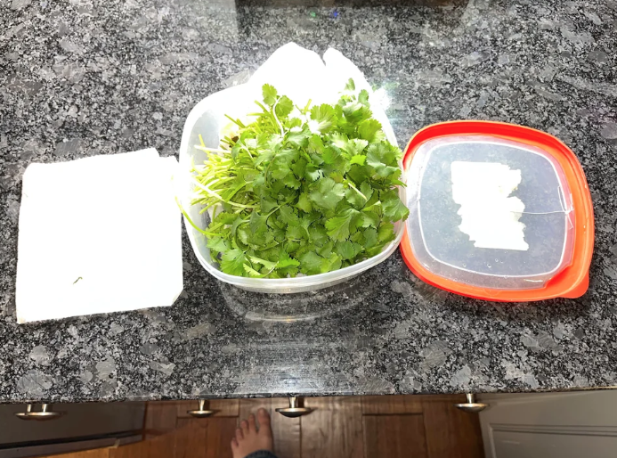 A paper towel used to keep herbs fresh