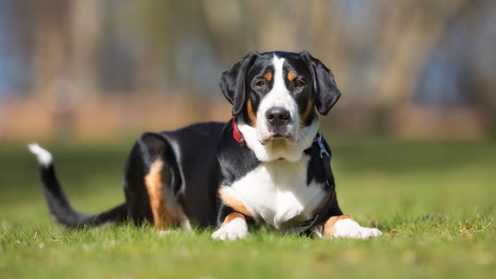 32 big dog breeds that make sensible pets